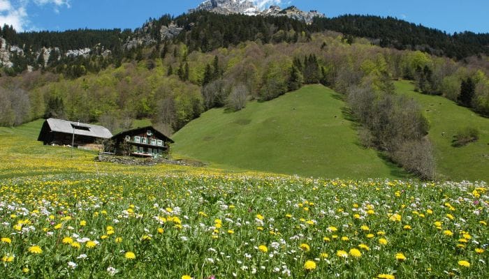 Exploring the vibrant beauty of an Alpine Flower Garden in Engelberg, Switzerland, where a kaleidoscope of colors meets the pristine alpine landscape