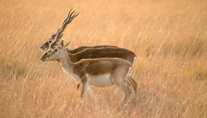 Blackbuck at Velavadar: Witnessing wildlife wonders