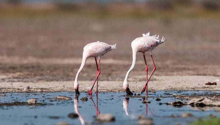 Khijadia Bird Sanctuary in Gujarat, a scenic refuge where diverse avian species find solace amidst lush greenery and serene water bodies