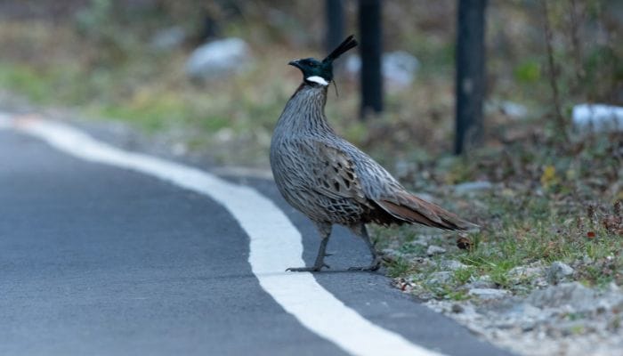 Koklass Pheasant (Pucrasia macrolopha) in its natural habitat at Kedarnath Wildlife Sanctuary, Chopta, Uttarakhand, India