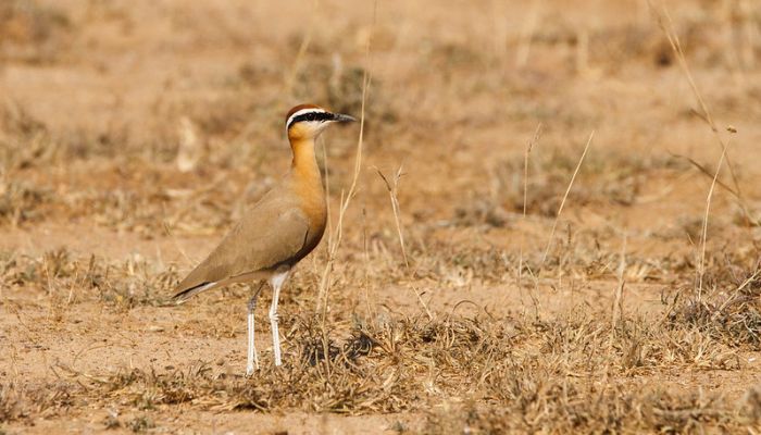 Kutch Bustard Sanctuary, located in the Kutch region, Gujarat, a haven for the conservation of the Great Indian Bustard and other avian species