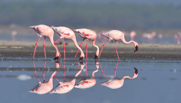 Kutch Desert Oasis: Marvel at flamingo gatherings