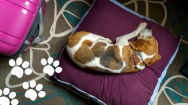 10 Ultimate Pet Friendly Hotels in Ahmedabad, India