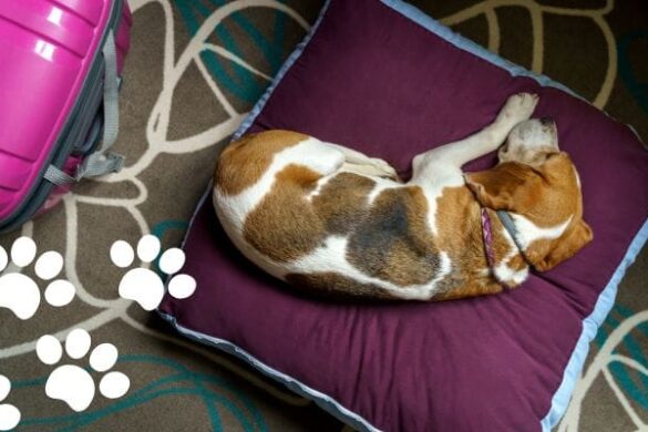 10 Ultimate Pet Friendly Hotels in Ahmedabad, India