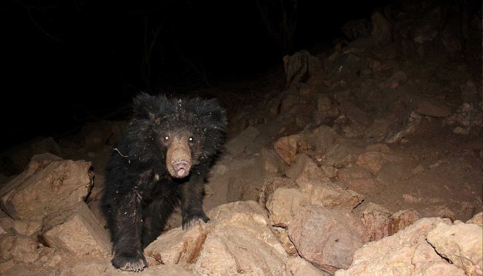 Ratanmahal Sloth Bear Sanctuary in Gujarat, a pristine wilderness where dense forests shelter the elusive sloth bears