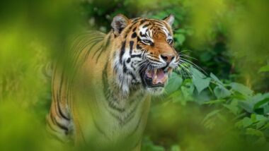 21 Wildlife Sanctuaries in Gujarat: Discover Gujarat's Rich Biodiversity