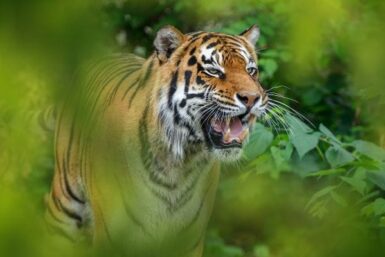 21 Wildlife Sanctuaries in Gujarat: Discover Gujarat's Rich Biodiversity