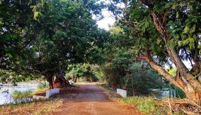 Victoria Park: Nature's Symphony in Urban Harmony