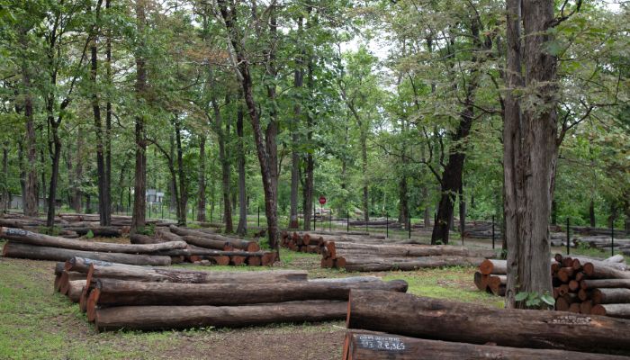 Wood logging activity in progress at Purna Wildlife Sanctuary, Gujarat, India, impacting the natural habitat