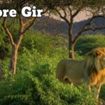 Best Time to Visit in Gir National Park and Sasan Forest Highlights