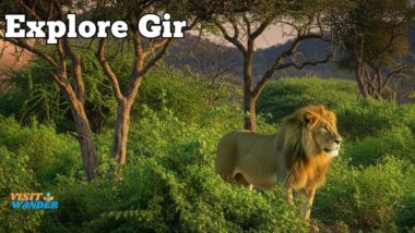 Best Time to Visit in Gir National Park and Sasan Forest Highlights