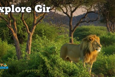 Best Time to Visit in Gir National Park and Sasan Forest Highlights