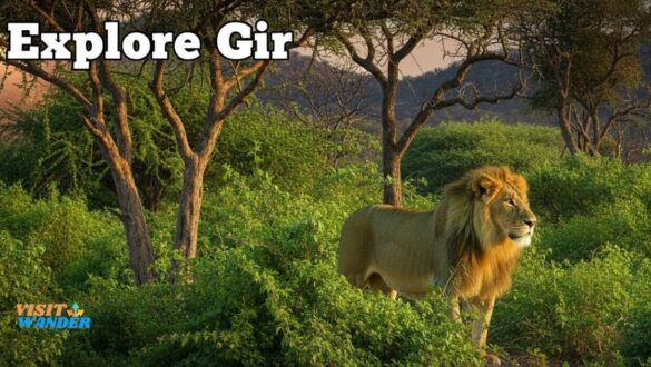 Best Time to Visit in Gir National Park and Sasan Forest Highlights