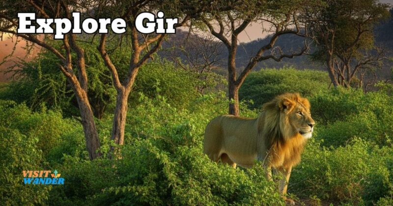 Best Time to Visit in Gir National Park and Sasan Forest Highlights