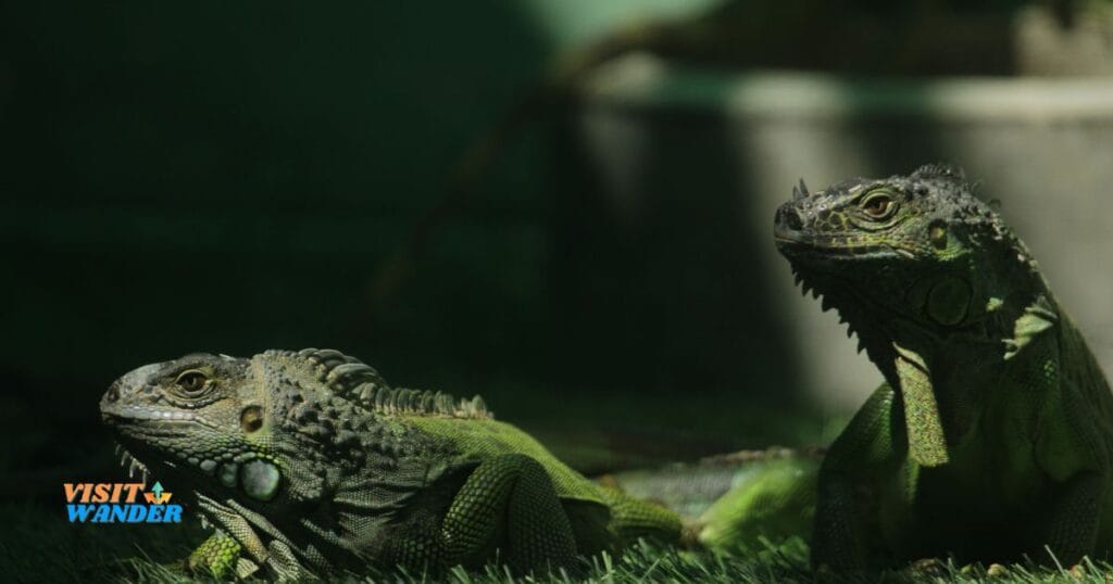 A close-up of two green iguanas, showcasing the diverse reptilian life in the area.