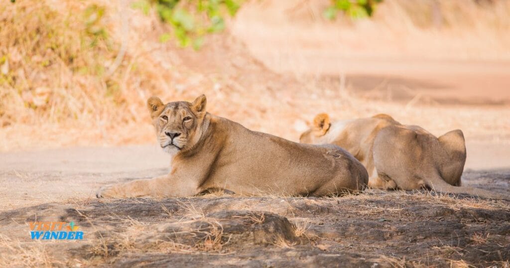 An Asiatic lioness gazes directly at the camera while resting on a rock in Gir National Park.